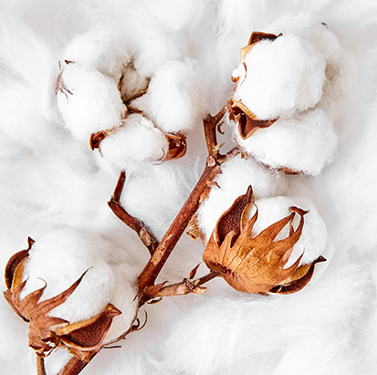 スヴィンゴールドシュプリーム